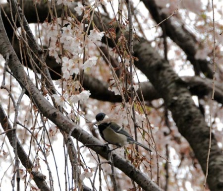 Ook voor de Shiju Kara, Parus minor, nesttijd