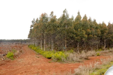 Treefarms en bosdestructie