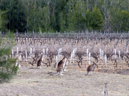 Australische wijngaard