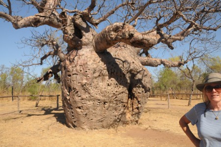 Baob gevangen boom