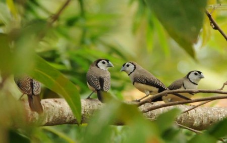 Double barred finches