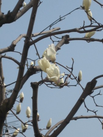 Magnolia begint