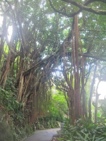Ficus elastica= rubber boom met veel luchtwortels