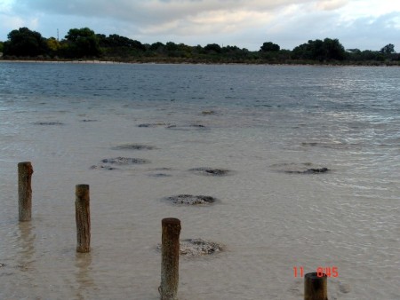 Stromatolites Lake Thetis (8).JPG