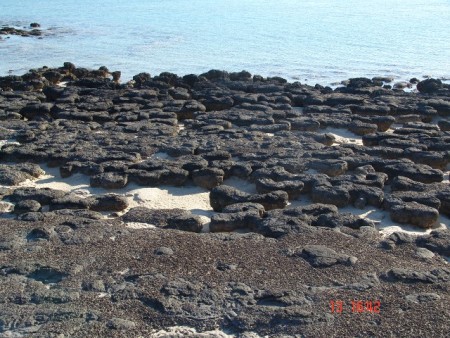 Stromatolites Shark Bay (12).JPG