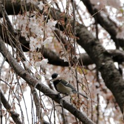 Ook voor de Shiju Kara, Parus minor, nesttijd