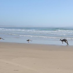 Running Aussies on beach