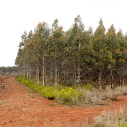 Treefarms en bosdestructie