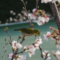 Mejiro, Zosterops japonicus