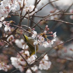 Mejiro als acrobaatje