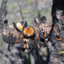 Banksia heeft brand nodig om zaden te schieten