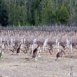Australische wijngaard