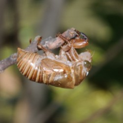 Leeg exoskelet nog aan tak gehaakt