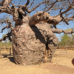 Baob gevangen boom