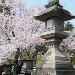 Sakura in Nara