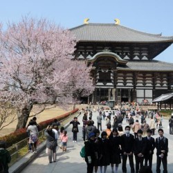 Nara, Todai-ji met Sakura