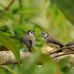 Double barred finches