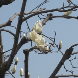 Magnolia begint