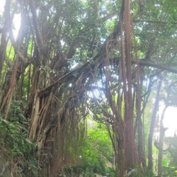 Ficus elastica= rubber boom met veel luchtwortels