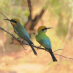 Rainbow bee-eaters