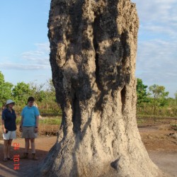 Termieten bouwsel