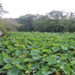 Lotus vijver bij Tsurugaoka
