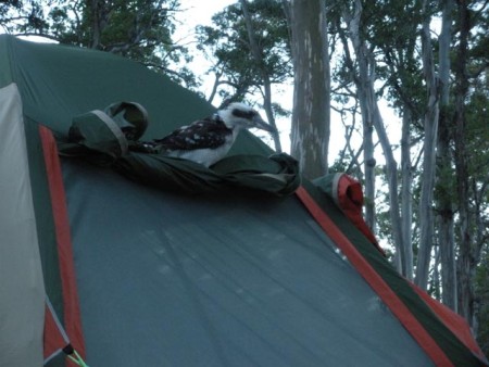 Kookaburra op tent