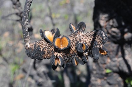 Banksia heeft brand nodig om zaden te schieten