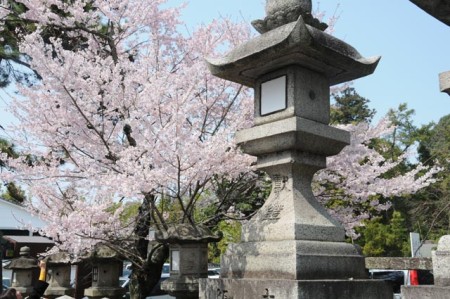 Sakura in Nara