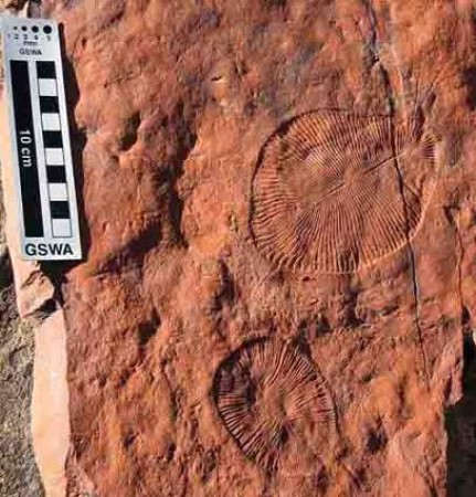 fossiele resten uit Ediacarian