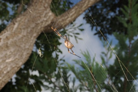 Dikke grote spin in tuin